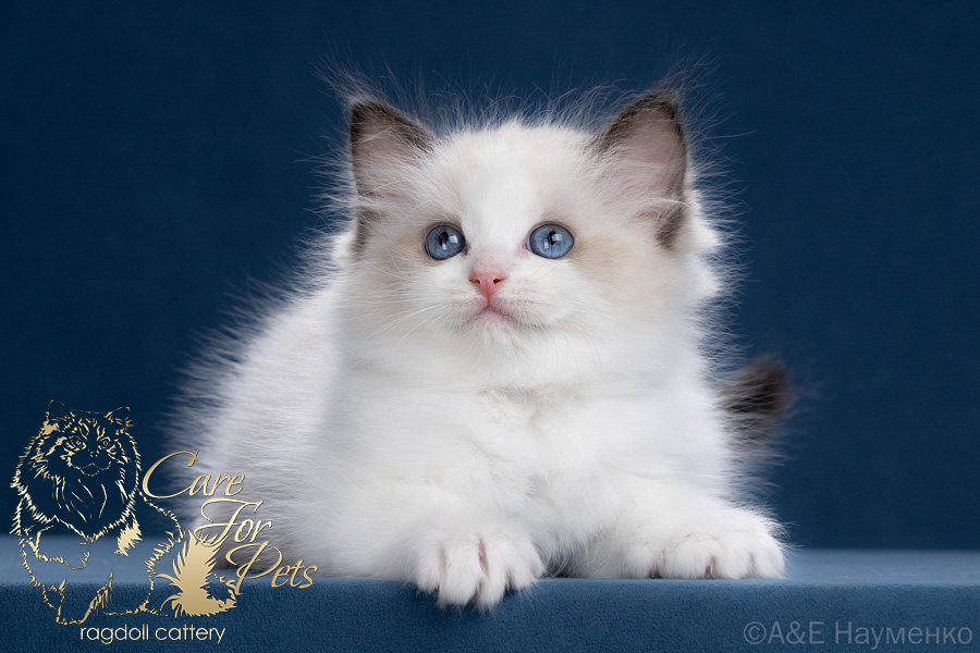 ragdoll kitten Yoko CareForPets