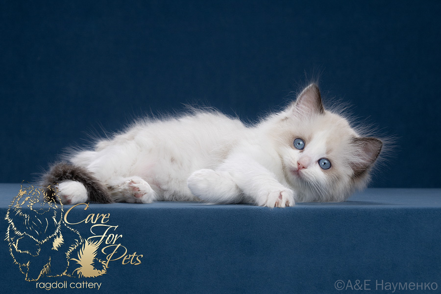 ragdoll kitten Zara
