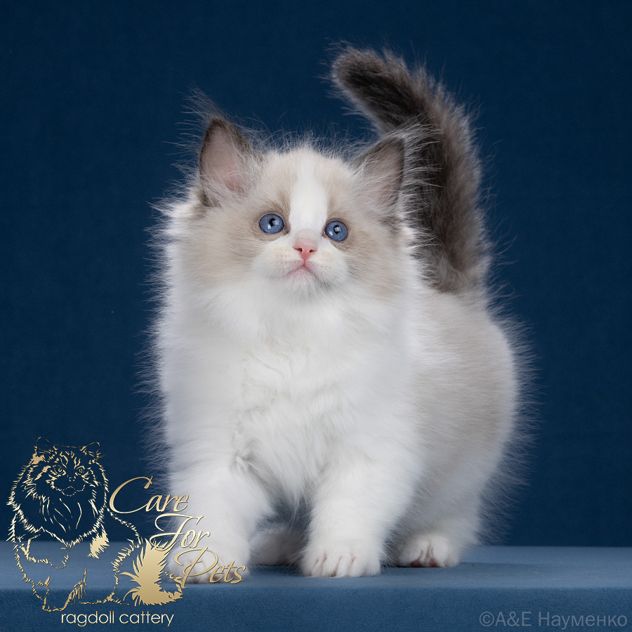 Ragdoll kitten Zephyr