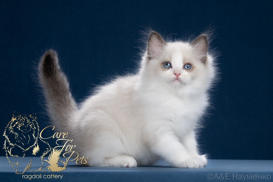 ragdoll kitten Zippy
