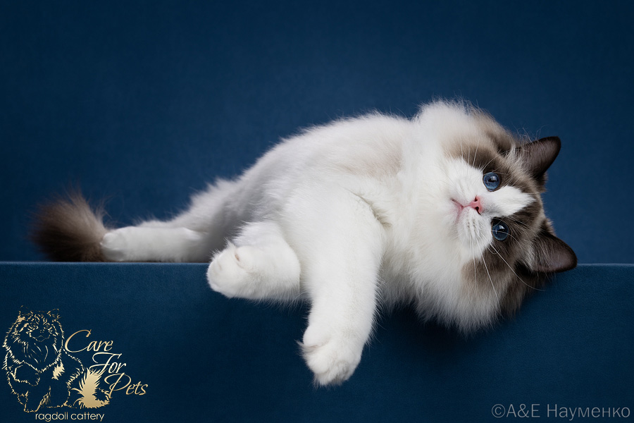 кот рэгдолл U'Romeo CareForPets