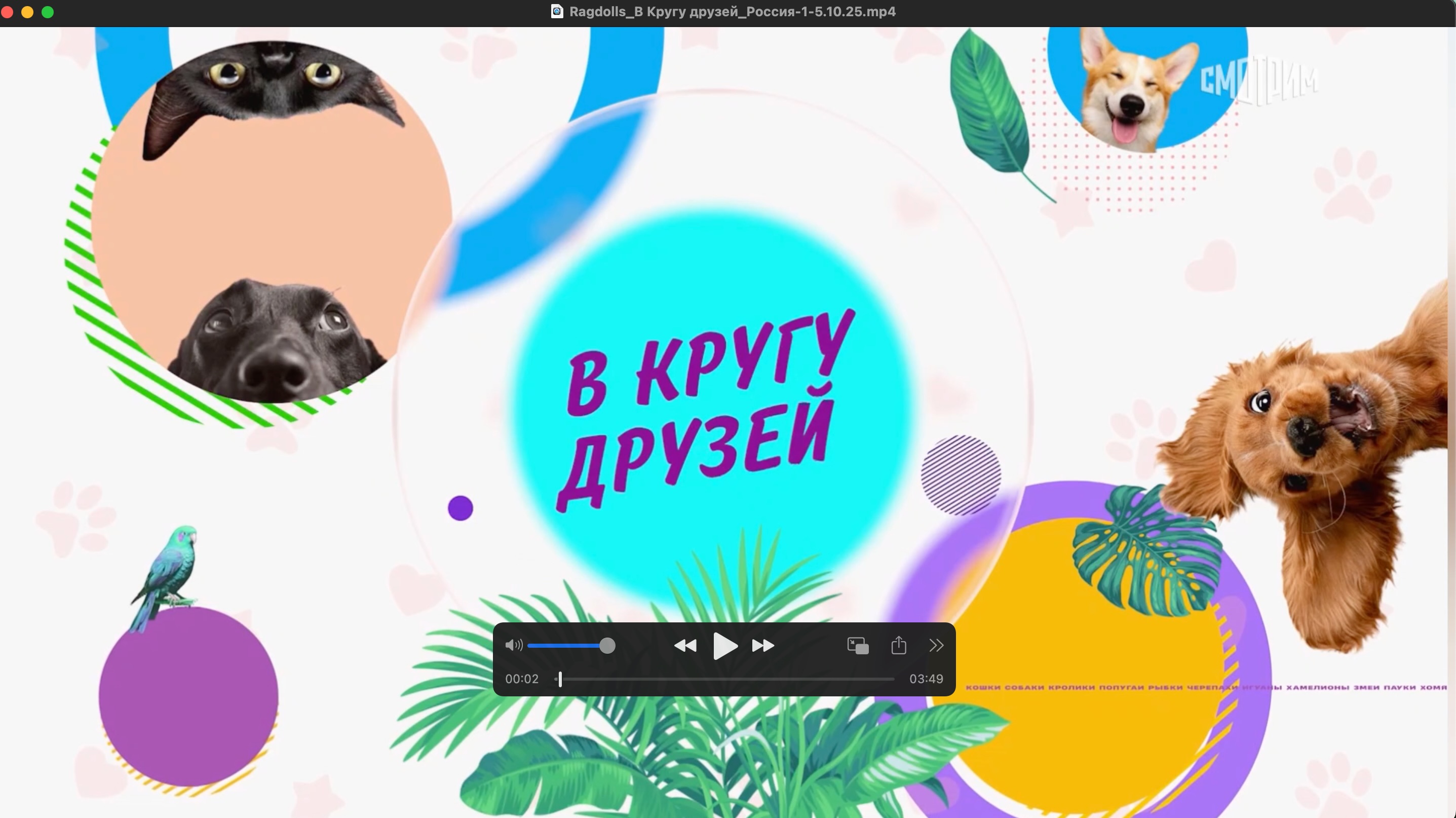 ragdolls TV 0