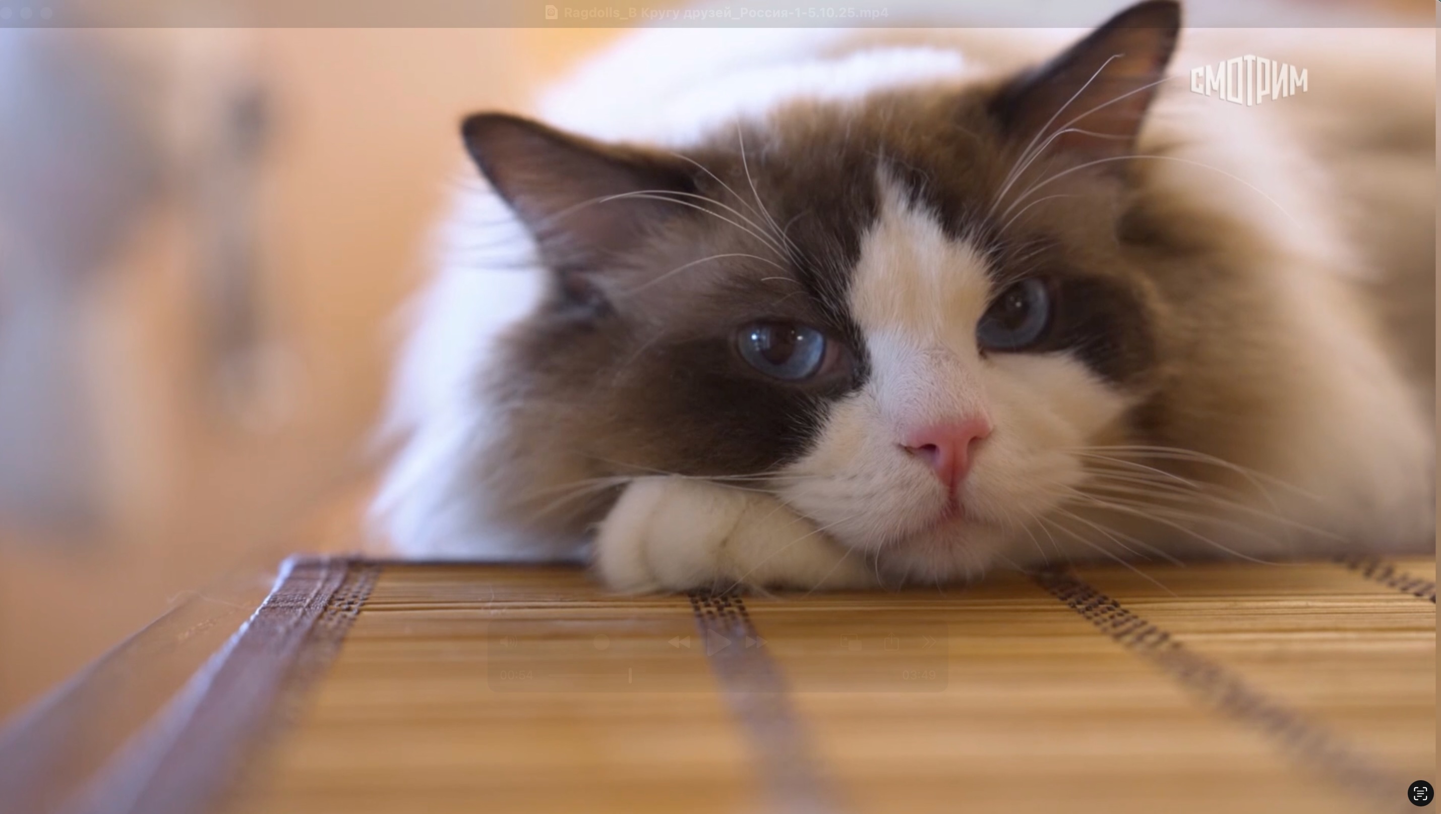 ragdolls TV 2