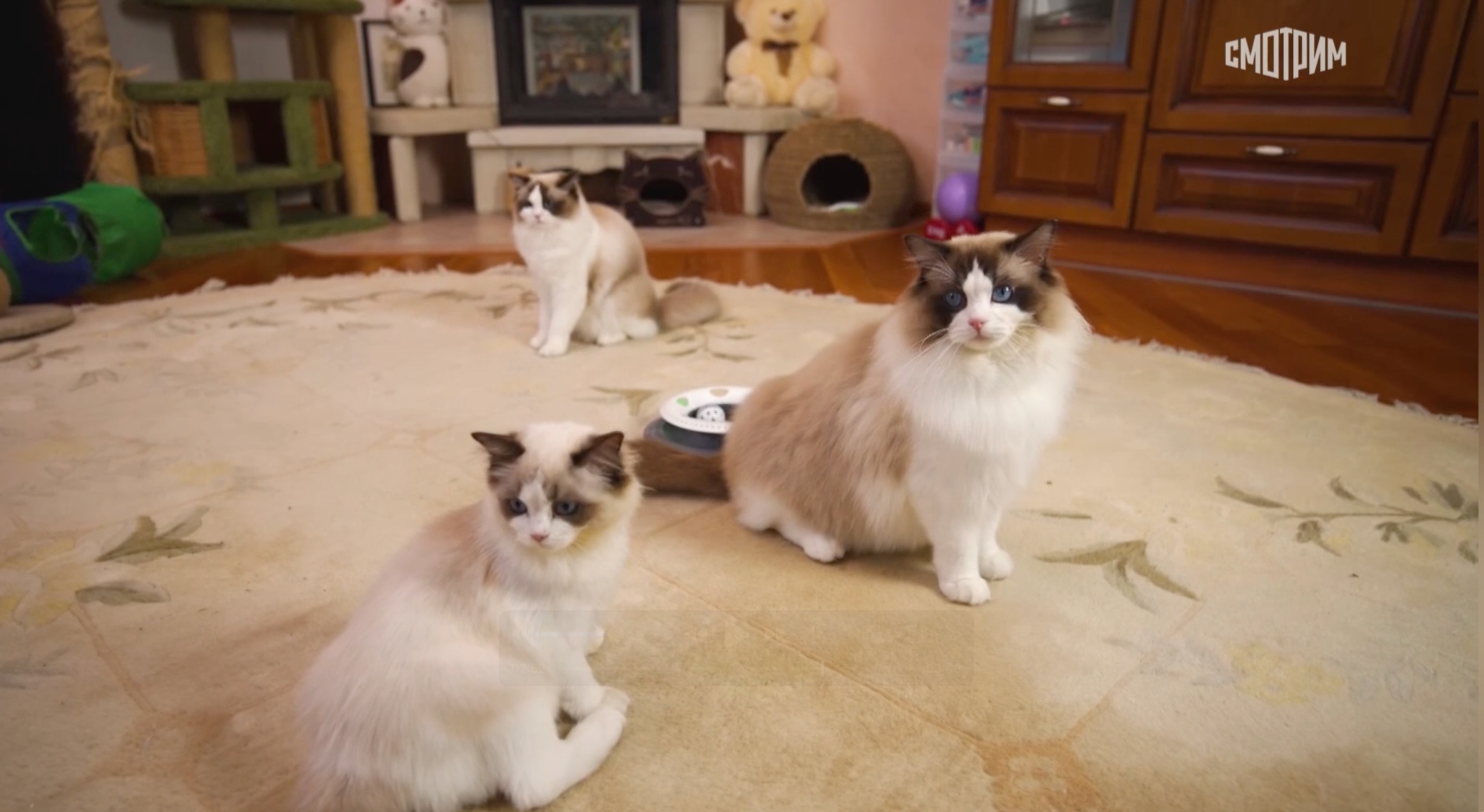 ragdolls TV 7