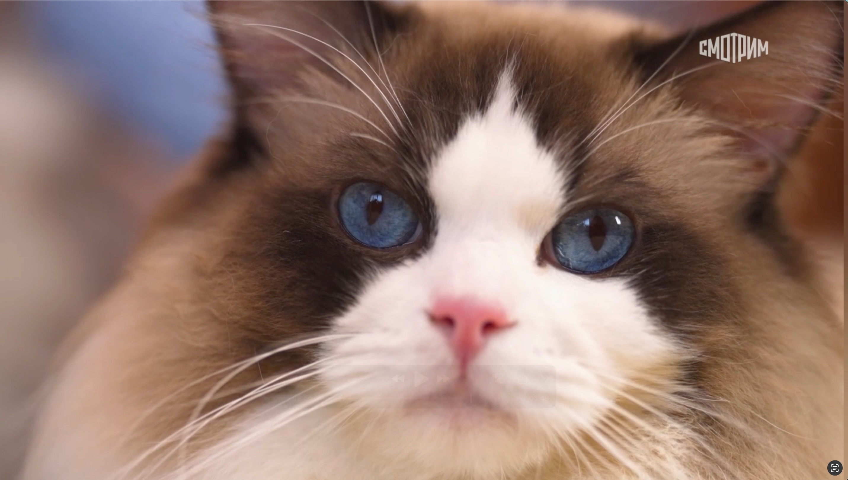 ragdolls TV 8
